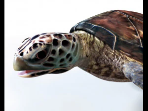 sea turtle rigged low poly 3D Model