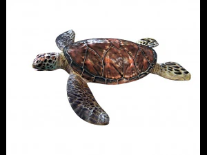 sea turtle rigged low poly 3D Model