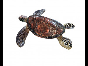 sea turtle rigged low poly Modelo 3D