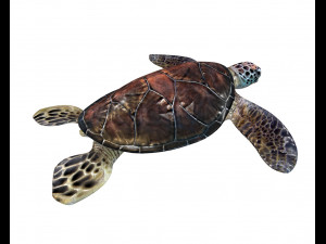 sea turtle rigged low poly Modelo 3D