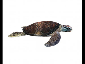 sea turtle rigged low poly 3D Model
