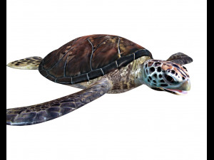 sea turtle rigged low poly Modelo 3D