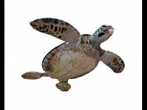 sea turtle rigged low poly Modelo 3D