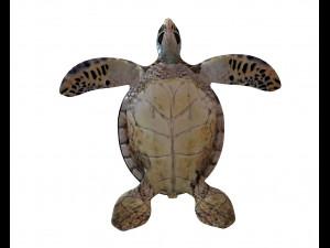 sea turtle rigged low poly Modelo 3D