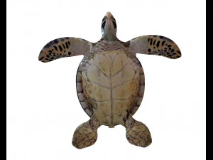 sea turtle rigged low poly 3D Model