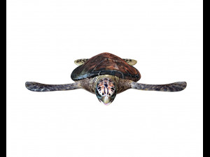 sea turtle rigged low poly Modelo 3D