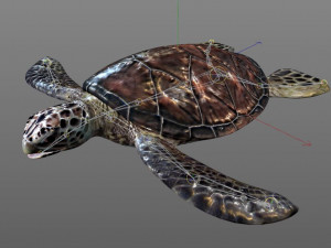 sea turtle rigged low poly Modelo 3D