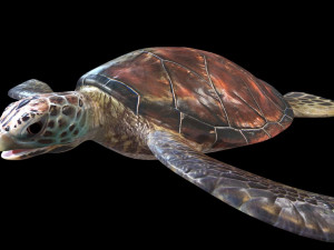 sea turtle rigged low poly Modelo 3D