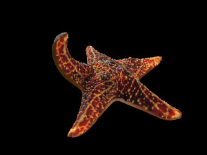 star fish v1 rigged low poly 3D 모델