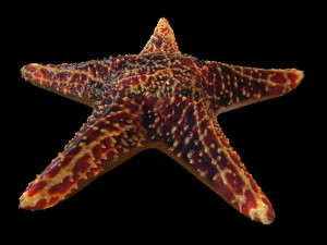 star fish v1 rigged low poly 3D 모델
