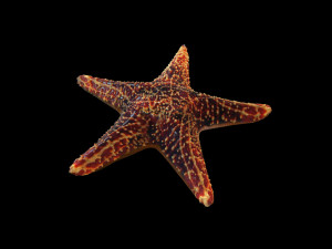 star fish v1 rigged low poly 3D 모델
