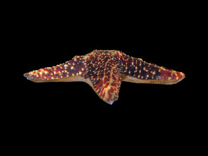 star fish v1 rigged low poly 3D 모델