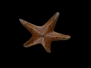 star fish v1 rigged low poly 3D 모델