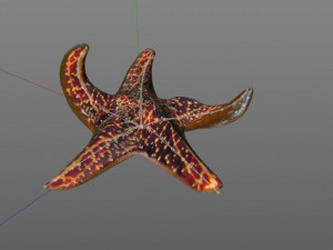 star fish v1 rigged low poly 3D 모델