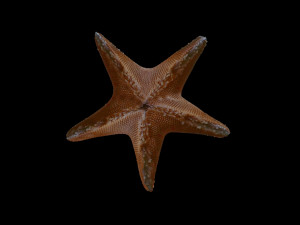 star fish v1 rigged low poly 3D 모델