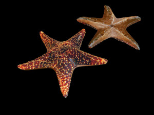 star fish v1 rigged low poly 3D 모델