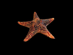 star fish v1 rigged low poly 3D 모델