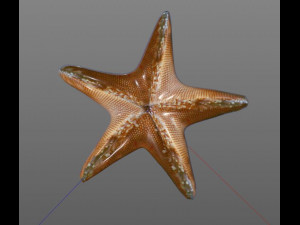 star fish v1 rigged low poly 3D 모델