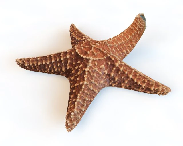 star fish v2 rigged low poly 3D Model .c4d .max .obj .3ds .fbx .stl .blend 