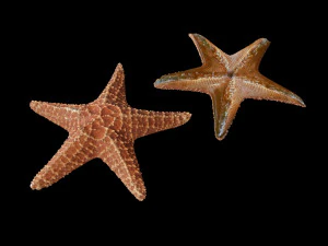 star fish v2 rigged low poly 3D Model