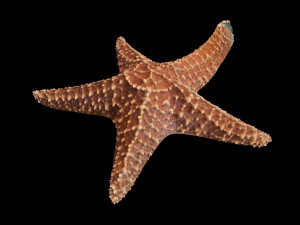 star fish v2 rigged low poly 3D मॉडल