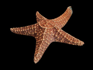 star fish v2 rigged low poly 3D Model