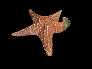 star fish v2 rigged low poly 3D मॉडल
