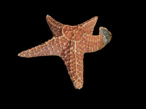 star fish v2 rigged low poly 3D Model