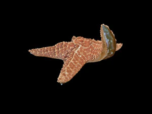 star fish v2 rigged low poly 3D Model