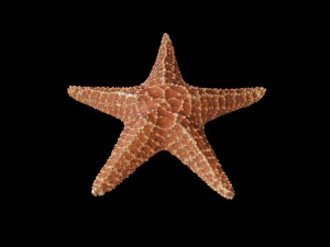 star fish v2 rigged low poly 3D Model