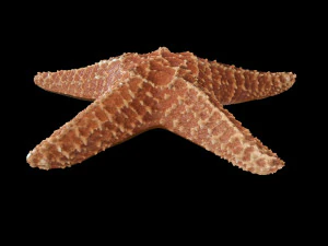 star fish v2 rigged low poly 3D Model