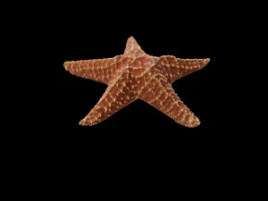 star fish v2 rigged low poly 3D Model