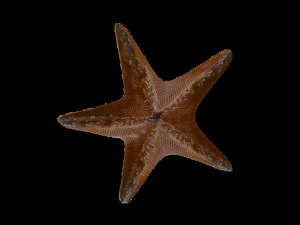 star fish v2 rigged low poly 3D Model