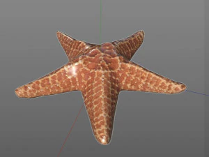 star fish v2 rigged low poly 3D Model