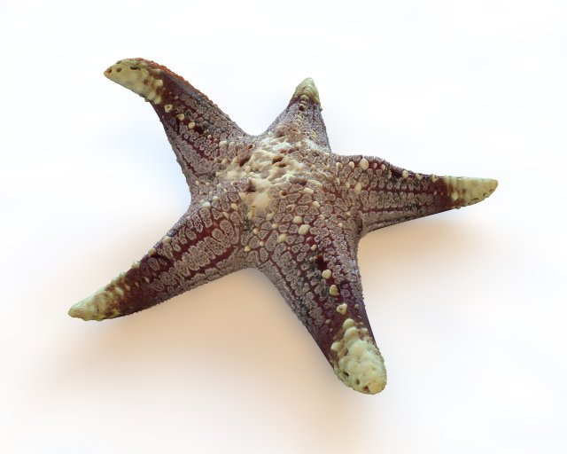 star fish v3 rigged low poly Modelo 3D .c4d .max .obj .3ds .fbx .stl .blend 