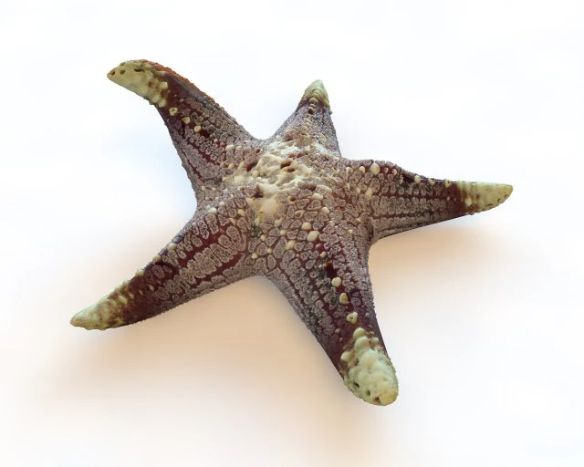 Star Fish v3 manipulado baixo poli Modelo 3D .c4d .max .obj .3ds .fbx .stl .blend 