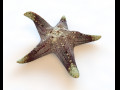 Star Fish V3 Rigged Low Poly 3D Model