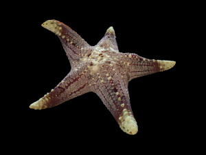 star fish v3 rigged low poly Modelo 3D