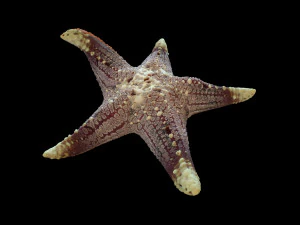 Star Fish v3 manipulado baixo poli Modelo 3D