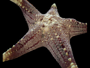 star fish v3 rigged low poly Modelo 3D