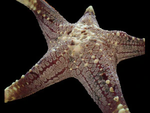 Star Fish v3 manipulado baixo poli Modelo 3D