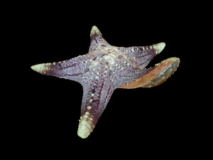 Star Fish v3 manipulado baixo poli Modelo 3D