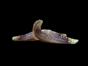 star fish v3 rigged low poly Modelo 3D