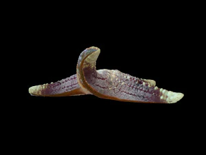 Star Fish v3 manipulado baixo poli Modelo 3D