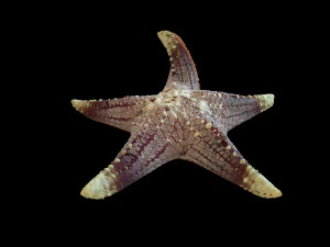 Star Fish v3 manipulado baixo poli Modelo 3D