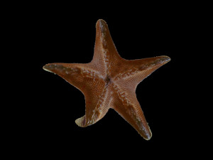 star fish v3 rigged low poly Modelo 3D