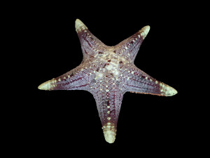 star fish v3 rigged low poly Modelo 3D