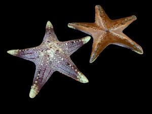 star fish v3 rigged low poly Modelo 3D