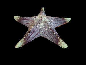 star fish v3 rigged low poly Modelo 3D