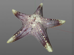 star fish v3 rigged low poly Modelo 3D